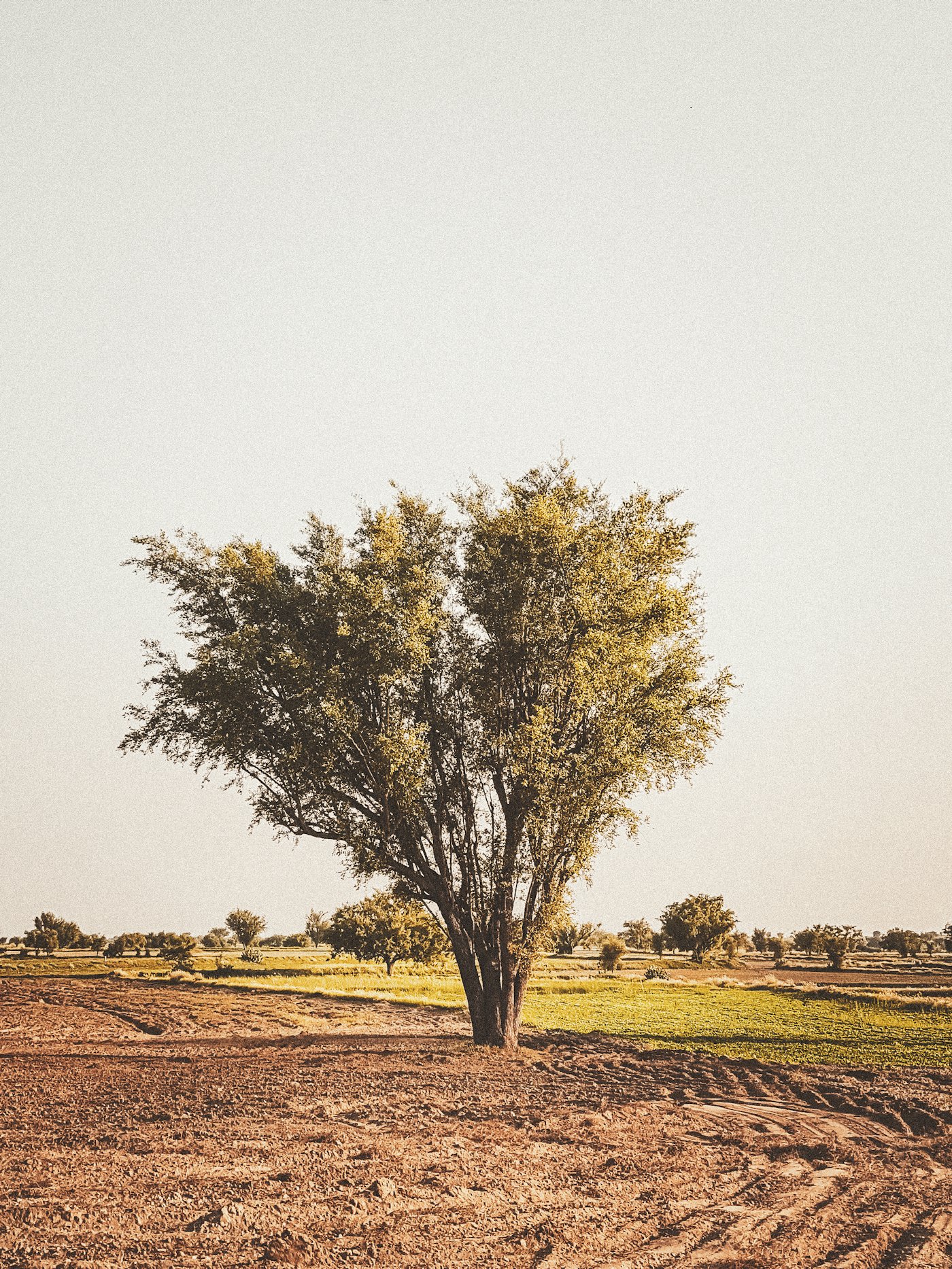 A mature tree standing alone at the edge of a North Indian farm field