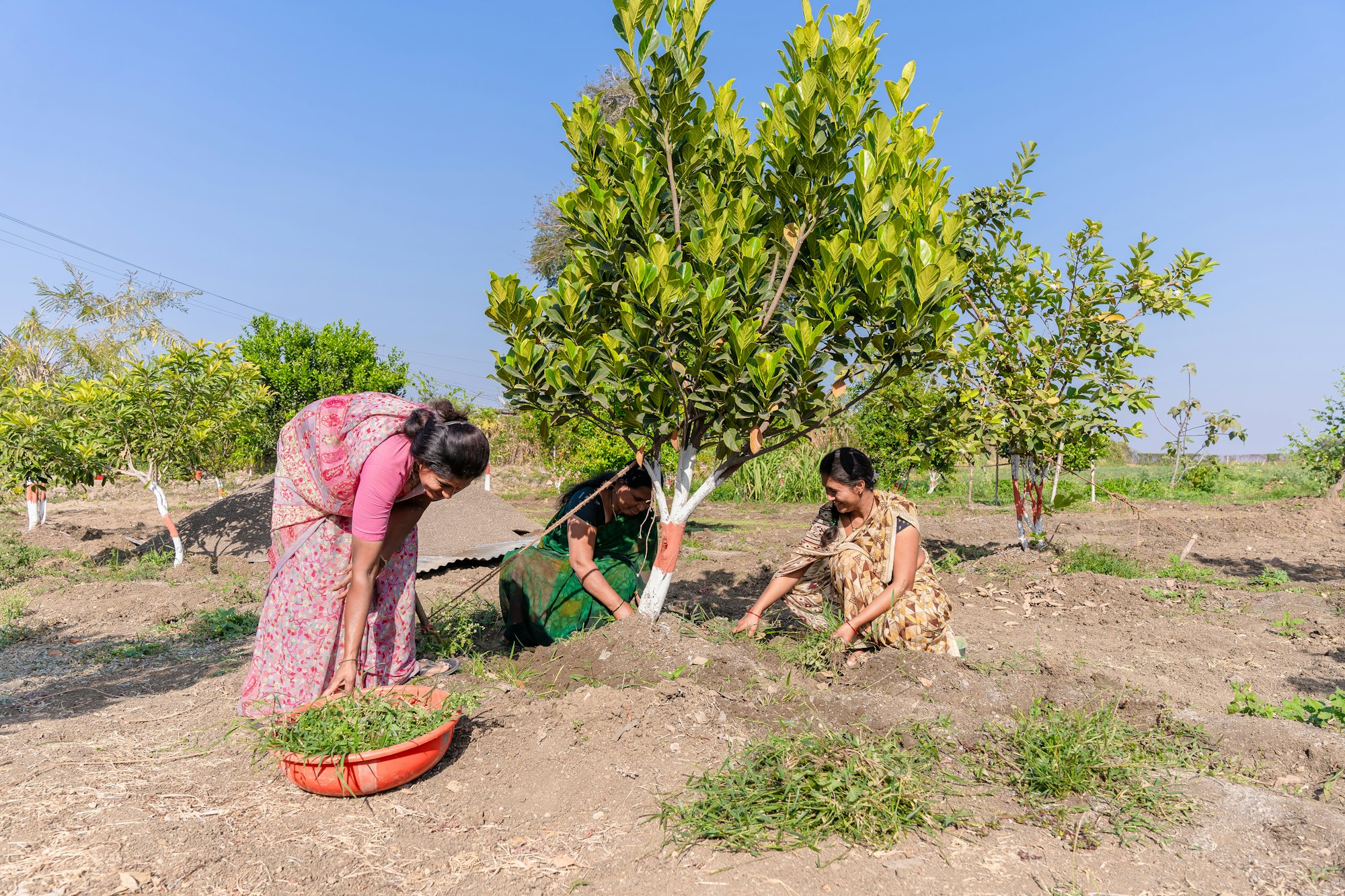 Three women working the soil around a young tree during a plantation drive