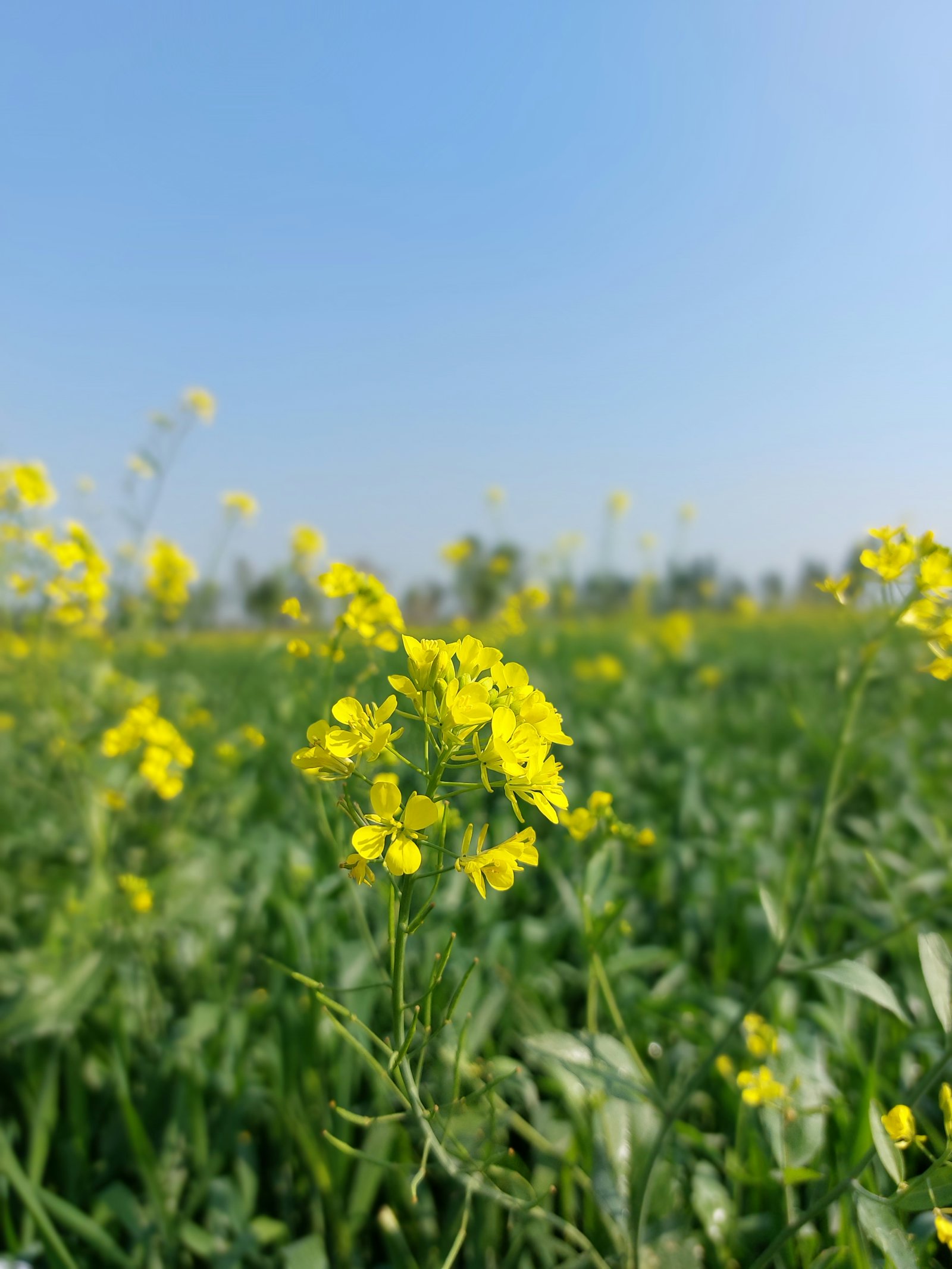 Mustard flowers in bloom across a field under a clear blue sky