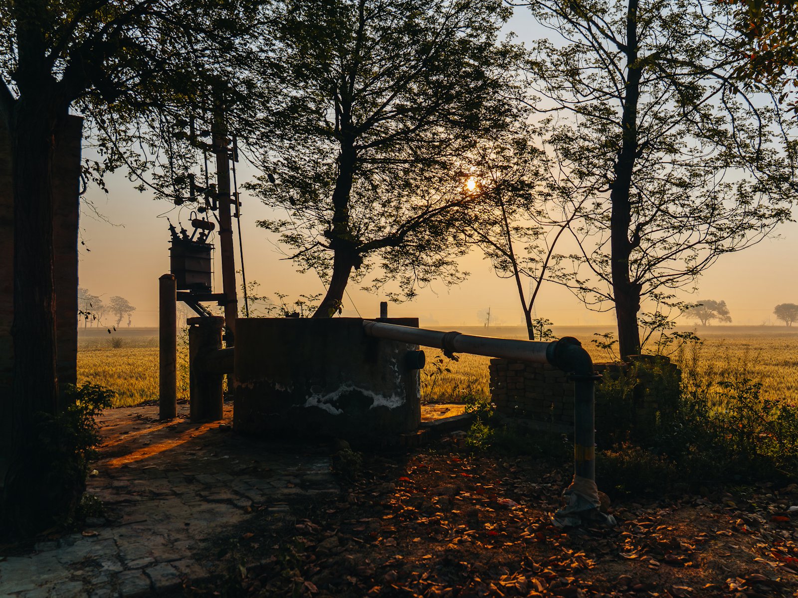Sunrise over North Indian wheat fields with trees beside a tubewell