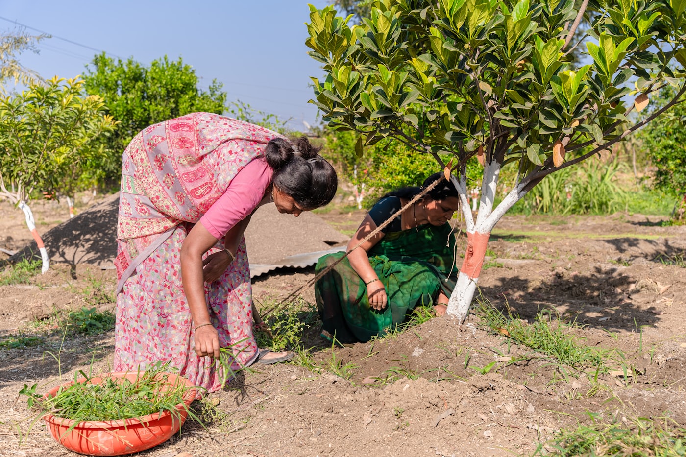 Two women gathering cut grass from around a planted tree