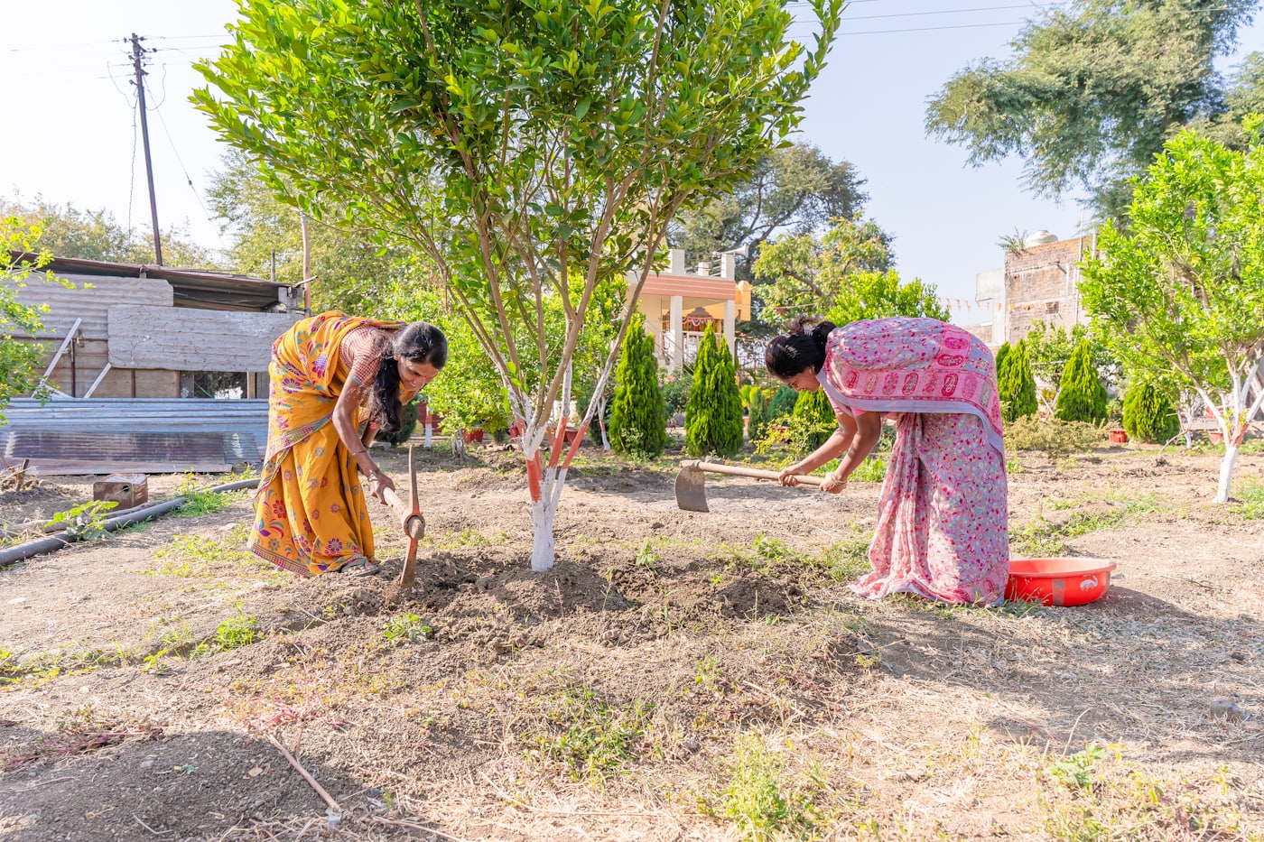Two women working the soil with hoes around a newly planted tree