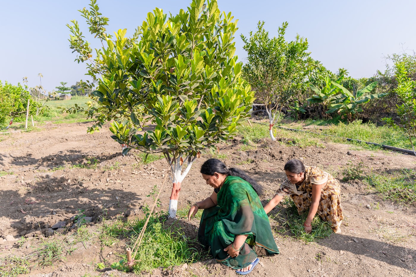 Two women kneeling to clear weeds around a planted tree